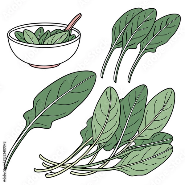 Fototapeta Collection set of Sorrel leaves, In different perspectives