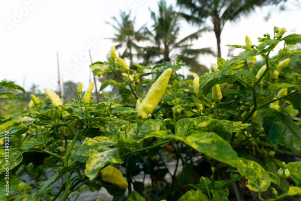 Obraz Healthy yellow chili peppers on a mature plant in a plantation, perfect for spice farming or cooking content.
