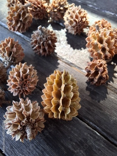 Fototapeta Close-Up of Dried Seed Pods on Weathered Wood Background. Ideal for nature concepts, botanical backgrounds, seasonal themes, or eco-friendly product mockups. Perfect for editorial, blogs, print, and e