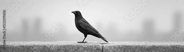 Obraz A solitary black bird perched on a stone ledge in the fog.