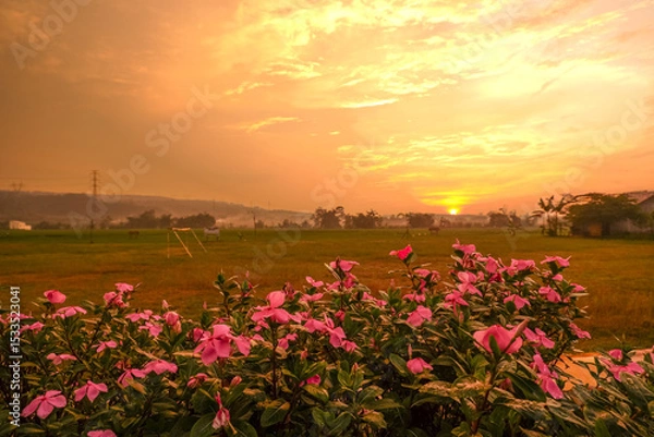 Obraz A serene sunset over a lush green field with vibrant pink flowers in the foreground.