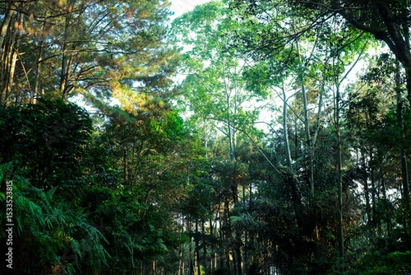 Obraz Lush Green Forest Canopy Sunlight Filtering Through Dense Trees