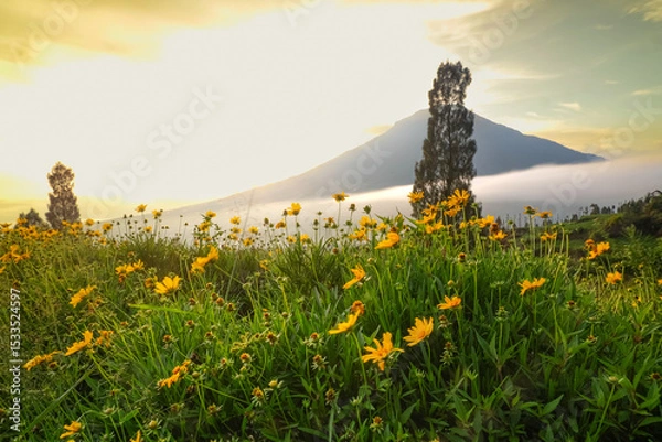 Obraz A scenic view of a mountain with a field of yellow flowers in the foreground, under a bright sky.