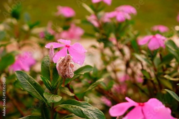 Obraz Vibrant Pink Flowers in Full Bloom A Close-Up View of Delicate Petals and Lush Greenery