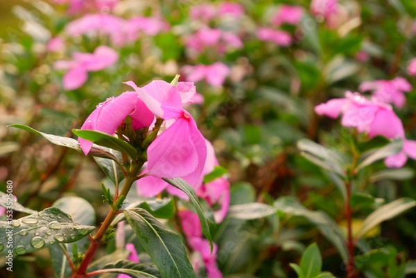 Fototapeta Vibrant Pink Flowers in Full Bloom A Close-Up View of Delicate Petals and Lush Greenery