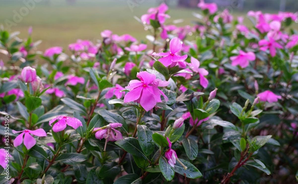 Obraz Vibrant Pink Flowers in Full Bloom A Close-Up View of Delicate Petals and Lush Greenery