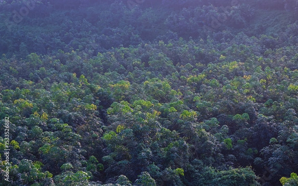 Obraz Aerial View of Lush Green Forest Canopy at Sunrise