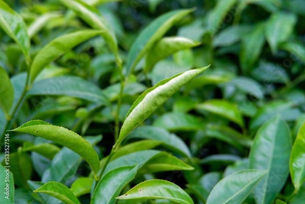 Obraz Close-up of vibrant green tea leaves in a lush garden setting.