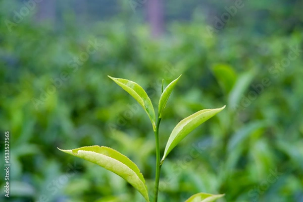 Obraz Close-up of vibrant green tea leaves in a lush garden setting.