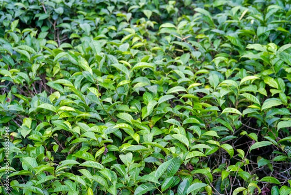Obraz Close-up of vibrant green tea leaves in a lush garden setting.