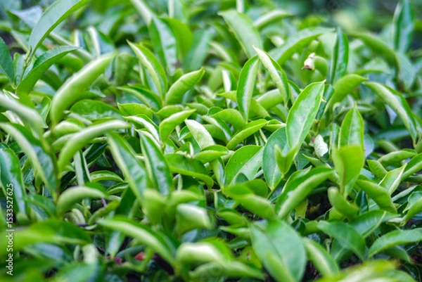 Obraz Close-up of vibrant green tea leaves in a lush garden setting.