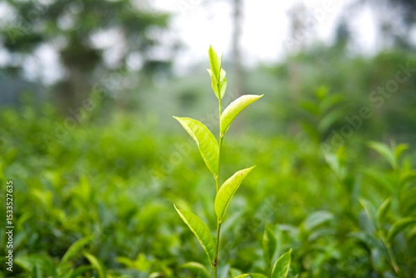 Obraz Close-up of vibrant green tea leaves in a lush garden setting.