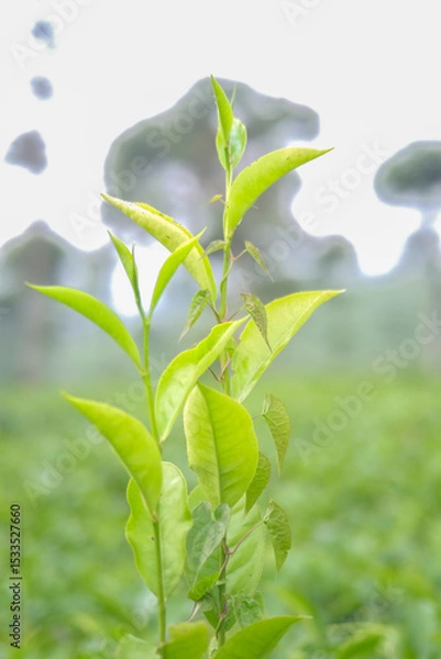 Obraz Close-up of vibrant green tea leaves in a lush garden setting.