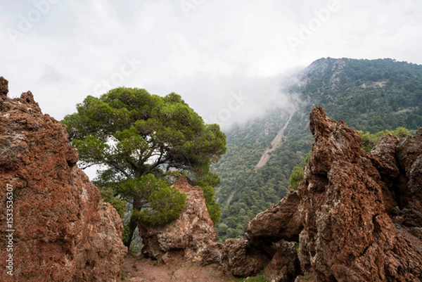 Obraz Misty Forested Volcanic Slope of Kameno Vouno