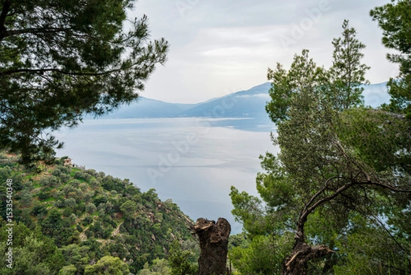 Obraz Sea View Through Pine Trees on Methana Hillside