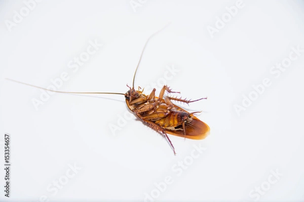 Obraz isolate cockroach on white background.