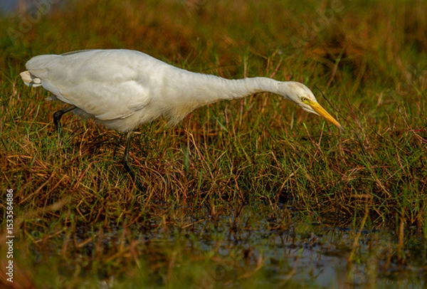 Obraz great white egret in chilka lake in odisha India