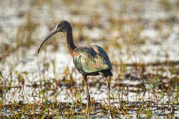 Obraz Glossy Ibis in chilka bird sanctuary in odisha in india 