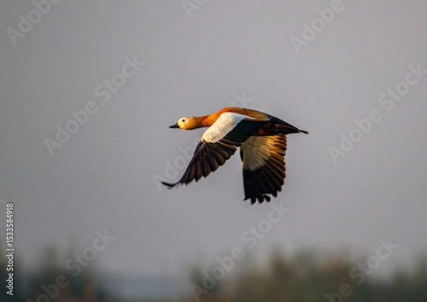 Obraz ducks in chilka bird sanctuary in odisha in india 