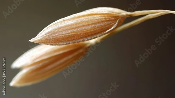 Fototapeta Two tan wheat husks displaying detailed structure against dark background