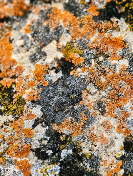 Fototapeta Close-up macro photo of Lichens on stone in Altai natural environment.