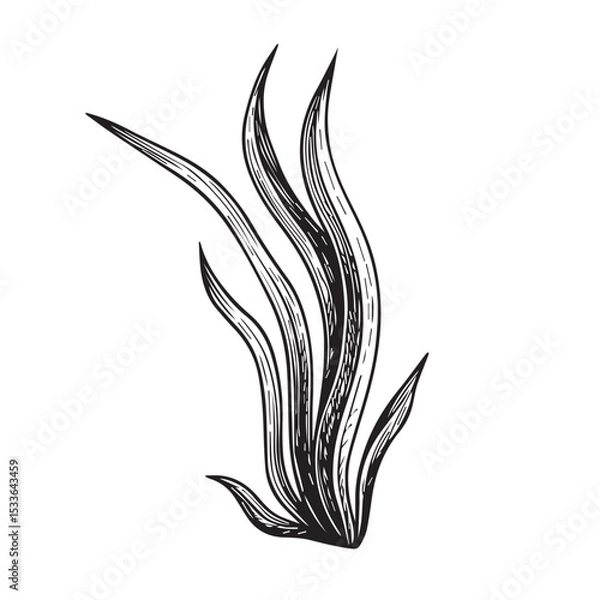 Obraz Vector line illustration of seaweed