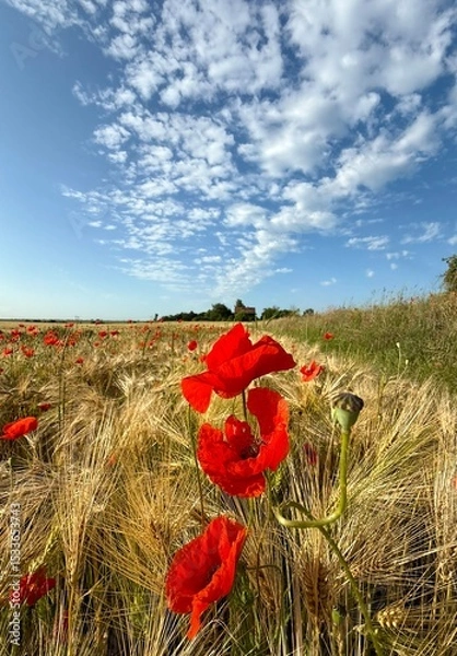 Fototapeta golden wheat field with red poppies in summer with blue sky