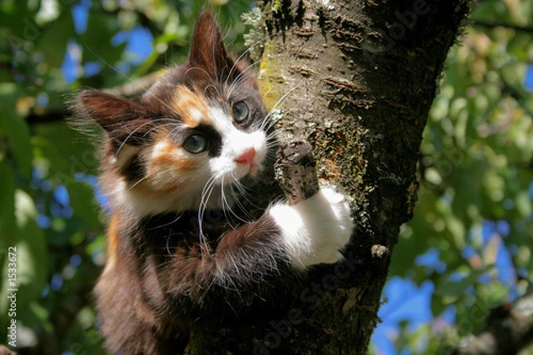 Obraz chaton grimpeur