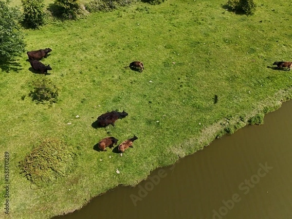 Fototapeta Scottish Highland cattle by a river - aerial view