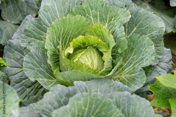 Obraz Cabbage garden with organic vegetables