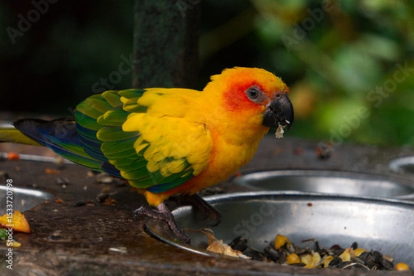 Fototapeta The jummy parrot