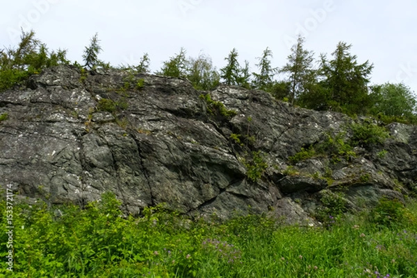 Fototapeta Trees over the mountains