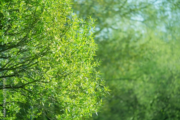 Fototapeta beautiful landscape with green leaves of willow tree, natural background. white willow, Salix alba, Salicaceae Family. Green blurry backdrop with willow leaves. Spring summer season. copy space