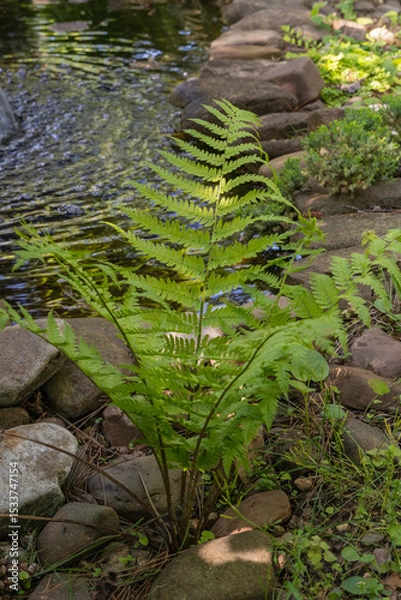 Fototapeta Lush green leaves sprouts of Matteuccia struthiopteris (ostrich fern, fiddlehead fern or shuttlecock fern) grow near calm pond, surrounded by rocks and greenery. Design concept Nature