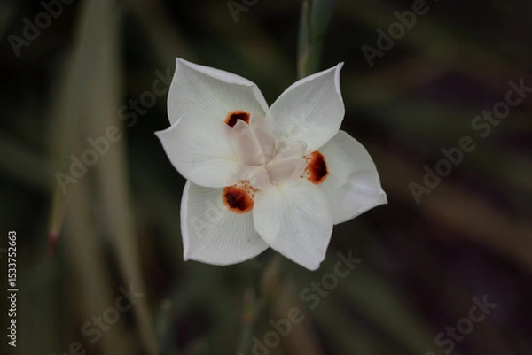 Obraz flower in the garden