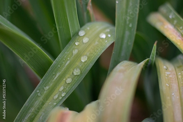 Obraz water drops on a grass
