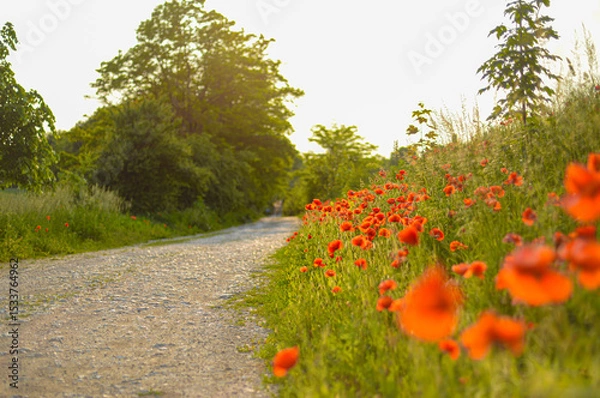 Fototapeta Roadside poppies in summer 