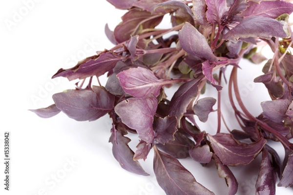 Fototapeta Basil bunch