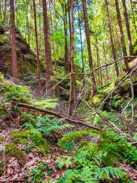 Fototapeta Ancient canyon Griesgrund near Bastei and rocks covered with fern and moss and a hiking trail in the national park Saxon Switzerland, Saxony, Germany