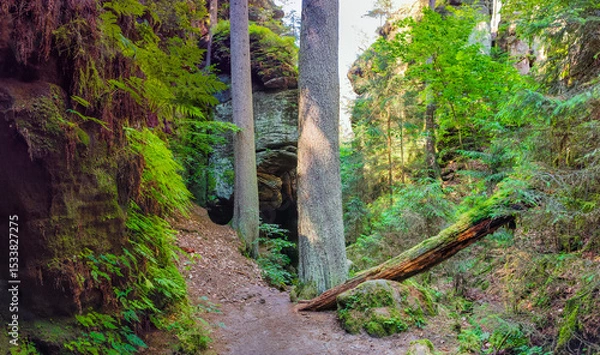 Fototapeta Ancient canyon Griesgrund near Bastei and rocks covered with fern and moss and a hiking trail in the national park Saxon Switzerland, Saxony, Germany