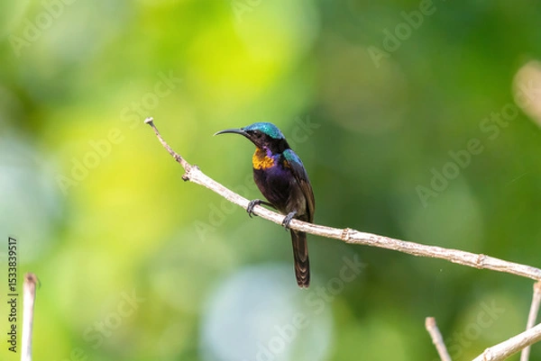 Fototapeta A copper-throated sunbird perches on a branch.