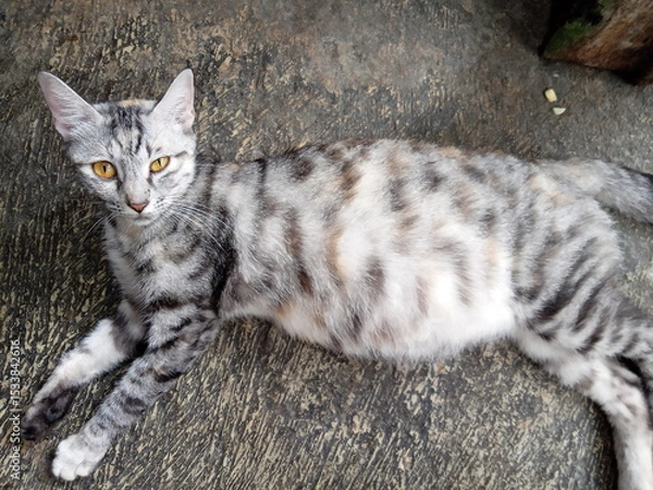 Obraz a striped cat is pregnant