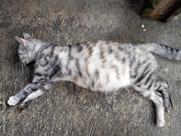 Obraz a striped cat is pregnant