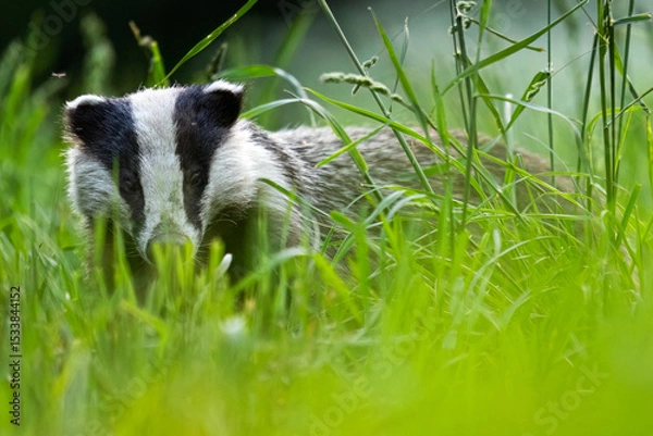 Obraz European badger (Meles meles) in the forest meadow