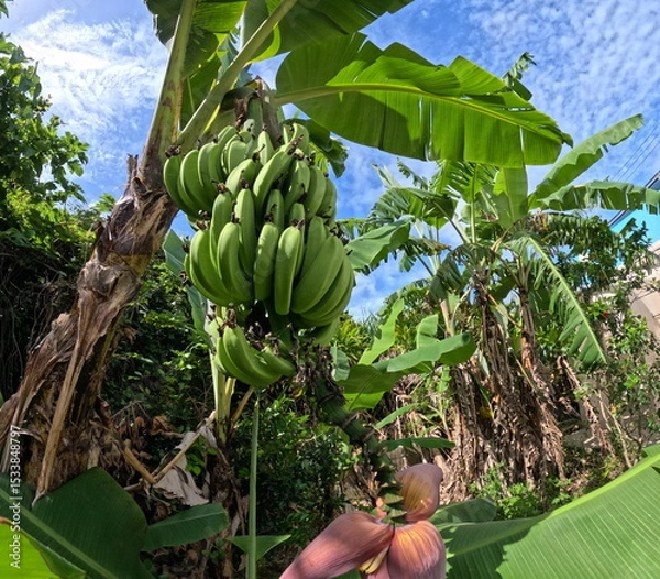 Obraz 南国植物バナナ