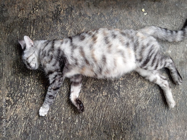 Obraz a striped cat is pregnant