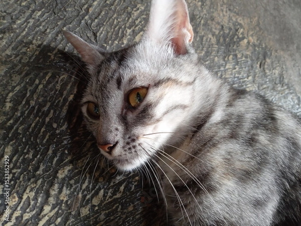 Obraz photo of a striped cat's head