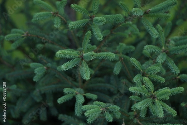 Fototapeta green Christmas tree branches texture close up, macro green branch Christmas concept, macro blue Christmas branch tree evergreen close up	
