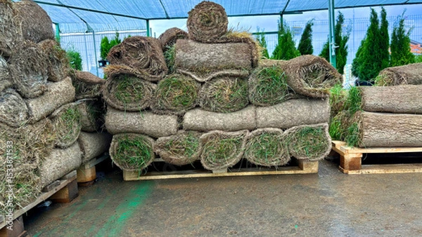 Obraz Rolling lawn. The lawn roll is outdoor. close up on stacking turf sod carpet

