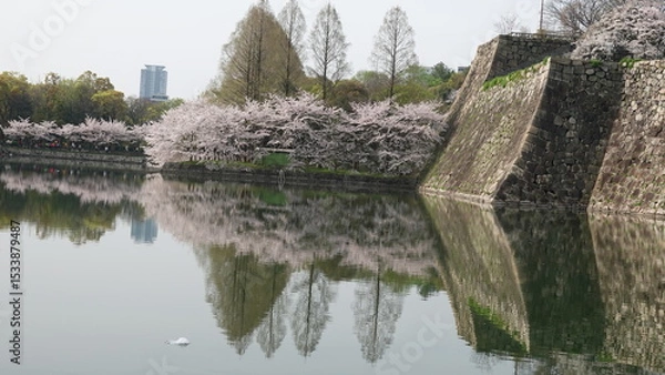 Obraz 水面に映る美しい桜並木